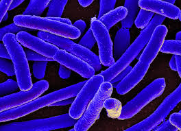e coli bacteria wikimedia commons